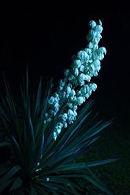 http://peterwaterschoot.com:443/files/gimgs/th-18_yucca copy.jpg
